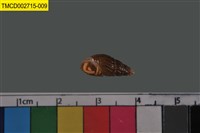 藏品(寄居蟹)的圖片